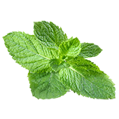 menthol